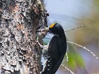 U0U1842c  Black-backed Woodpecker (Picoides arcticus) -  male feeding juvenile male in nest